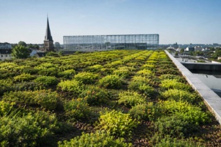 Landscaping green roofs